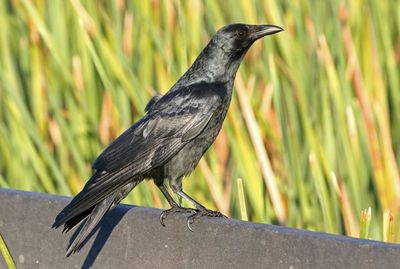 Fish Crow 2023-11-19