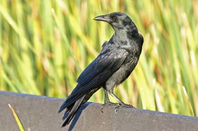 Fish Crow 2023-11-19