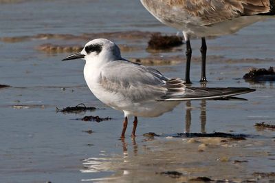 Forster's Tern 2023-11-19