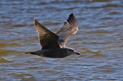 Herring Gull 2023-11-19