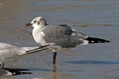 Laughing Gull 2023-11-19