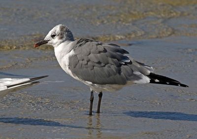 Laughing Gull 2023-11-19