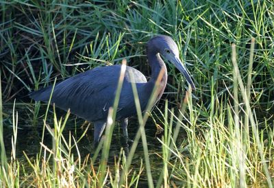 Little Blue Heron 2023-11-19