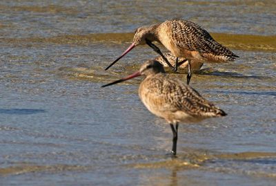 Marbled Godwit 2023-11-19