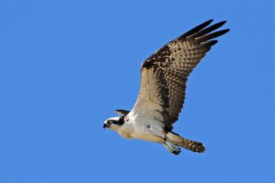 Osprey 2023-11-19