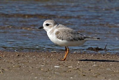 Piping Plover 2023-11-19