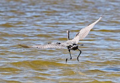 Reddish Egret 2023-11-19
