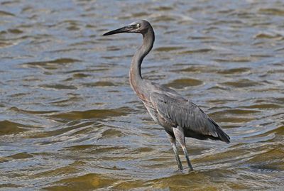Reddish Egret 2023-11-19