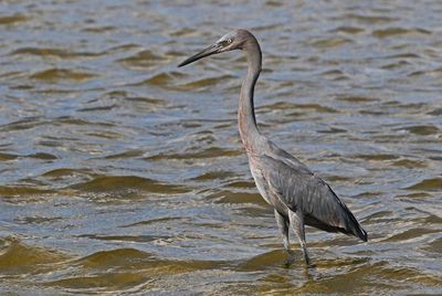 Reddish Egret 2023-11-19