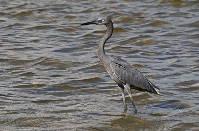 Reddish Egret 2023-11-19