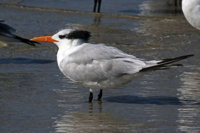 Royal Tern 2023-11-19
