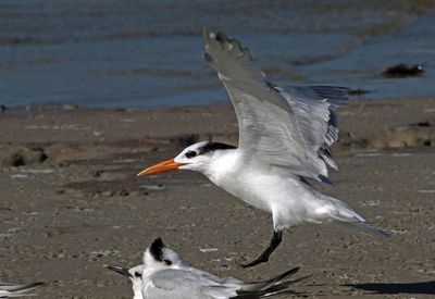 Royal Tern 2023-11-19