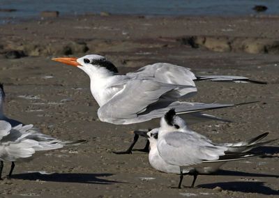 Royal Tern 2023-11-19