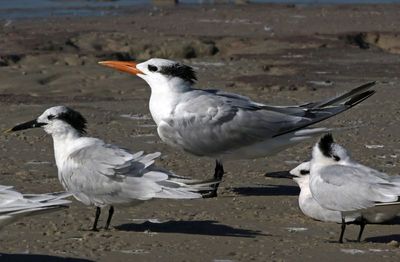 Royal Tern 2023-11-19