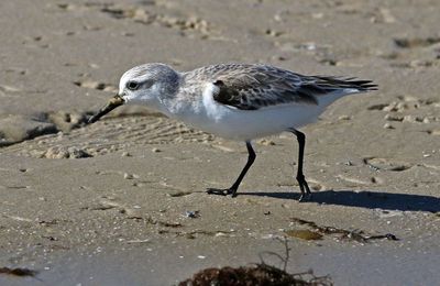 Sanderling 2023-11-19