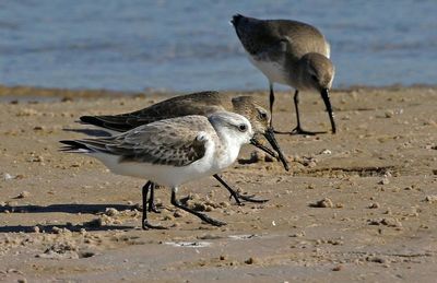 Sanderling, Dunlin 2023-11-19