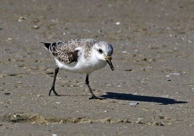 Sanderling 2023-11-19