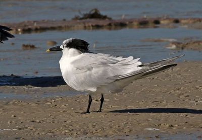 Sandwich Tern 2023-11-19