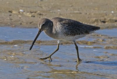 Short-billed Dowitcher 2023-11-19