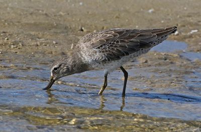 Short-billed Dowitcher 2023-11-19
