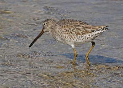 Short-billed Dowitcher 2023-11-19