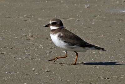 Semipalmated Plover 2023-11-19