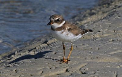 Semipalmated Plover 2023-11-19