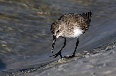 Western Sandpiper 2023-11-19