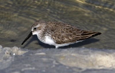 Western Sandpiper 2023-11-19