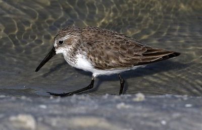 Western Sandpiper 2023-11-19