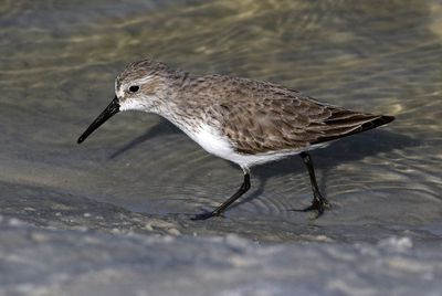Western Sandpiper 2023-11-19