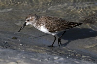 Western Sandpiper 2023-11-19