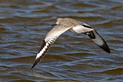 Willet 2023-11-19