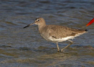 Willet 2023-11-19