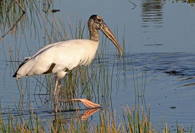 Wood Stork 2023-11-19