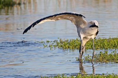 Wood Stork 2023-11-19