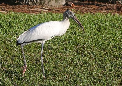 Wood Stork 2023-11-19
