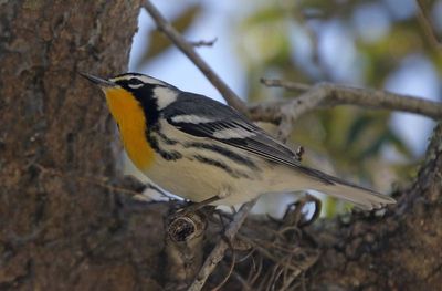 Yellow-throated Warbler 2023-11-19