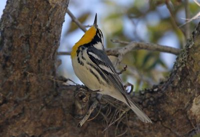 Yellow-throated Warbler 2023-11-19