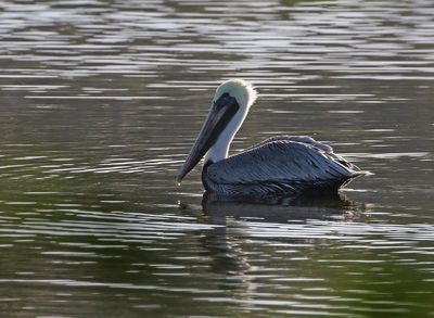 Brown Pelican 2023-11-20