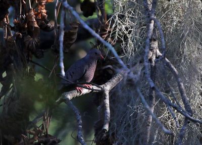 Common Ground-Dove 2023-11-20