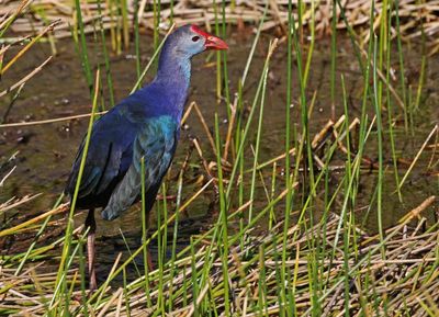 Gray-headed Swamphen 2023-11-20