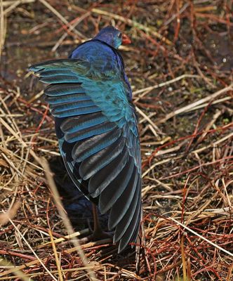 Gray-headed Swamphen 2023-11-20