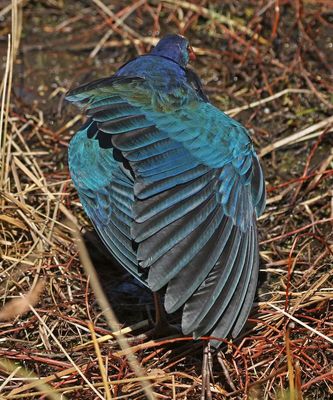 Gray-headed Swamphen 2023-11-20