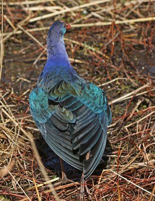 Gray-headed Swamphen 2023-11-20