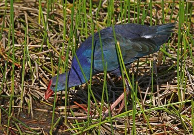 Gray-headed Swamphen 2023-11-20