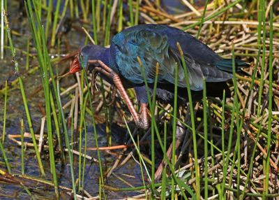 Gray-headed Swamphen 2023-11-20