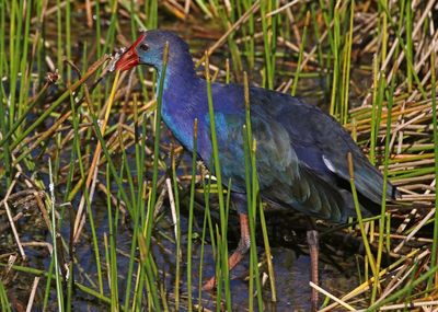 Gray-headed Swamphen 2023-11-20