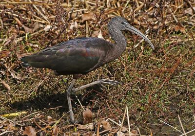 Glossy Ibis 2023-11-20