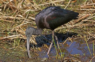 Glossy Ibis 2023-11-20